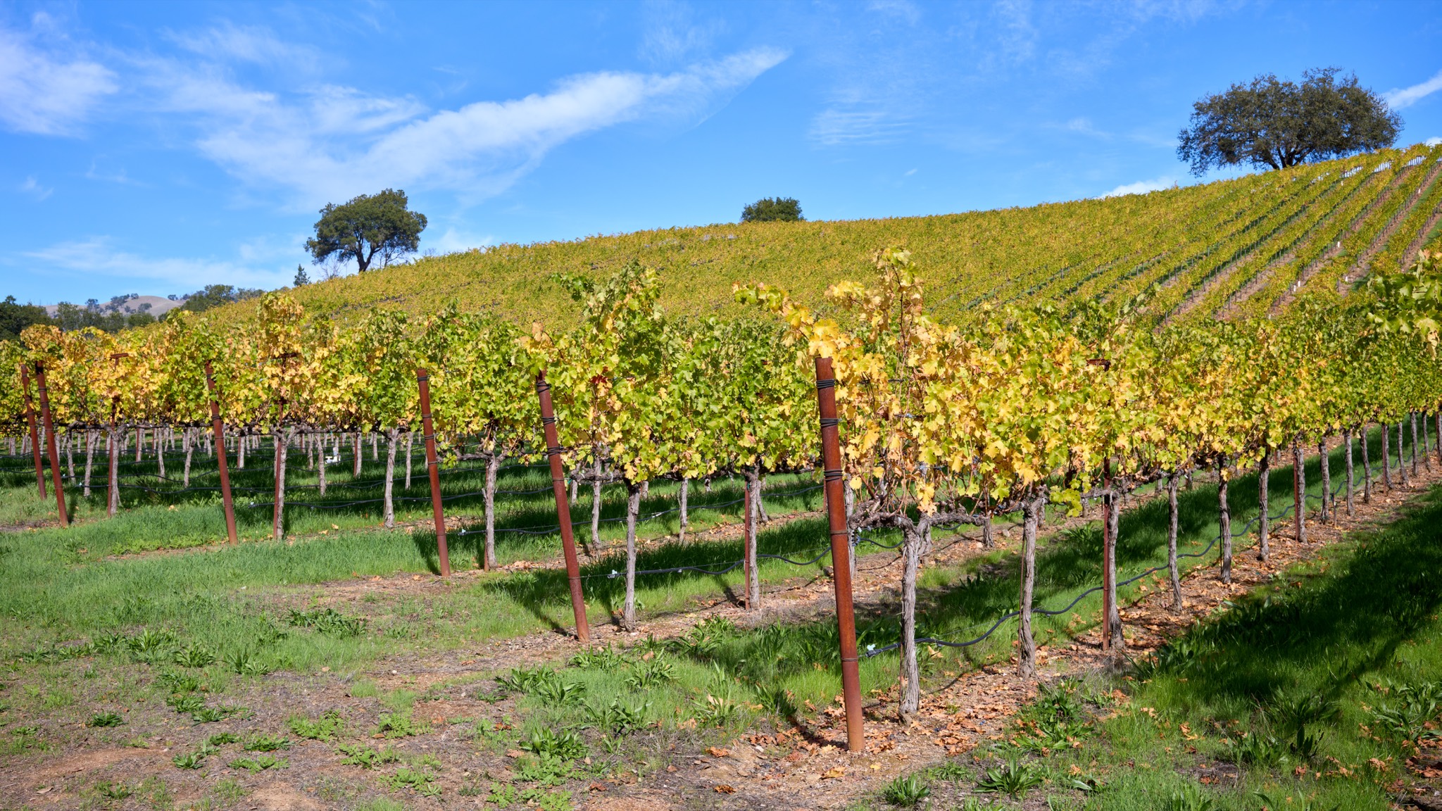 Autumn vineyard rows on a Sonoma County hillside.